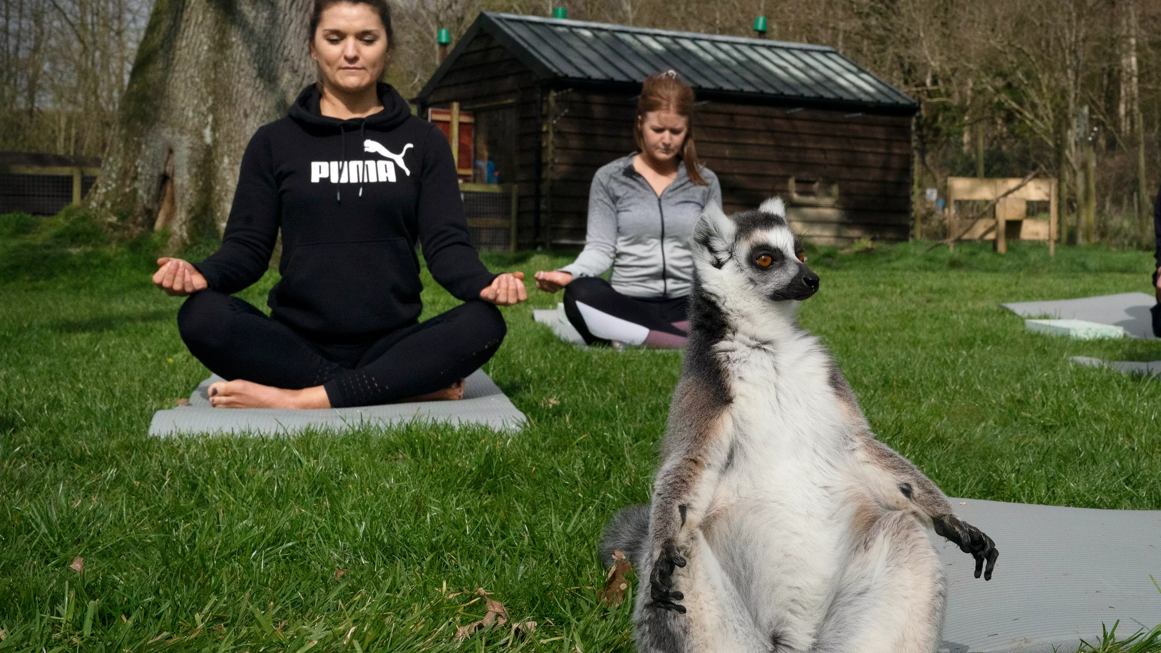 British Hotel Launches Outdoor Lemur Yoga To Help Beat Stress