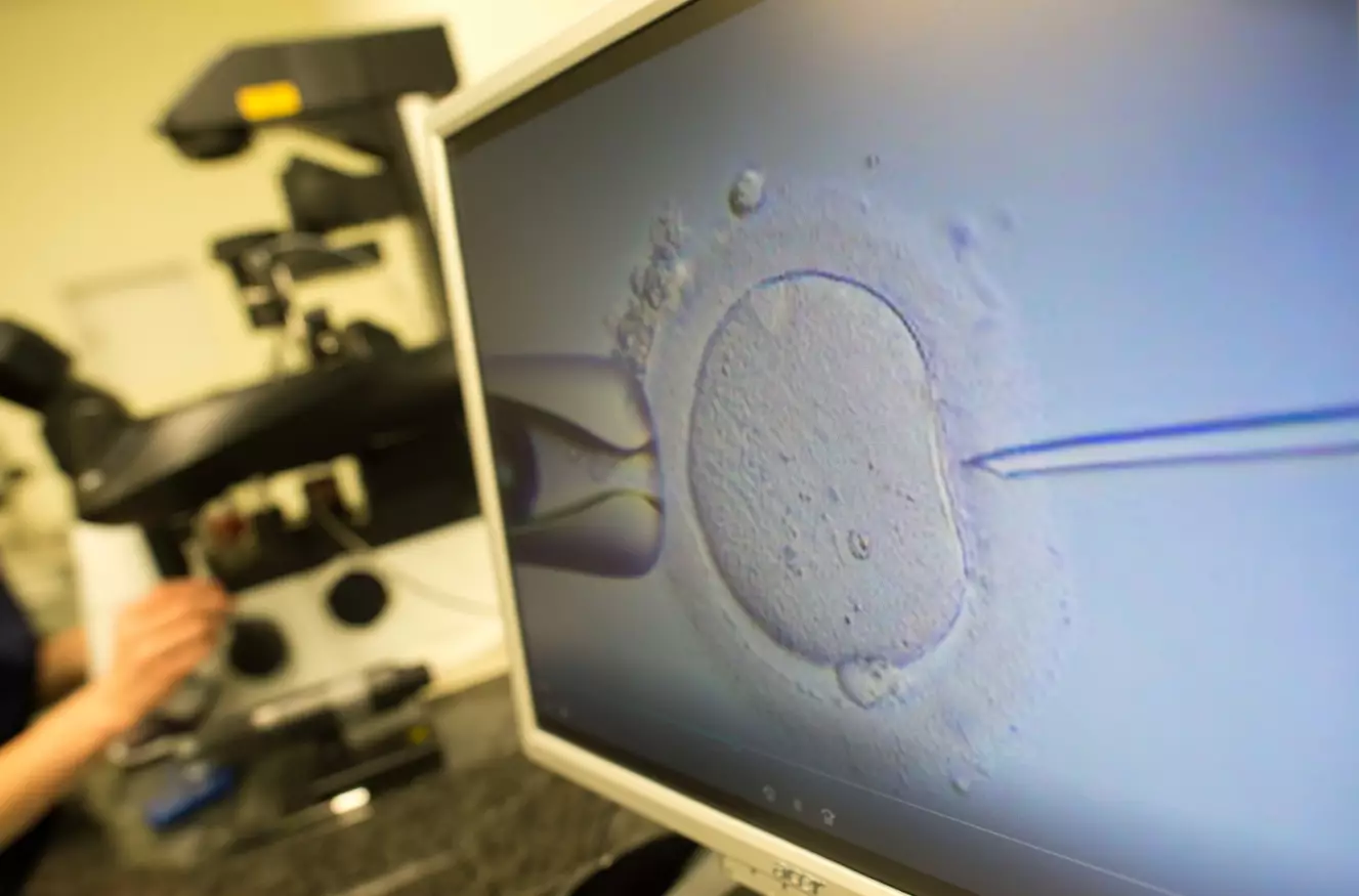 An egg cell being injected with sperm.