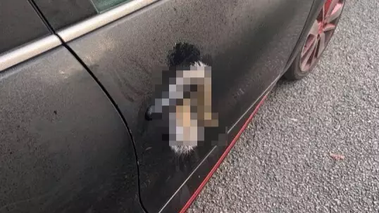 Woman In Tears After Squirrel Remains Left On Car's Door Handle Twice