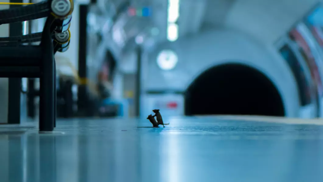 Picture Of Mice Fighting At London Underground Up For Wildlife Photo Of The Year