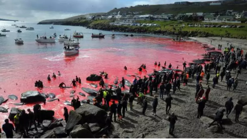 Annual Whale Hunt Turns Sea Red With Blood In Faroe Islands