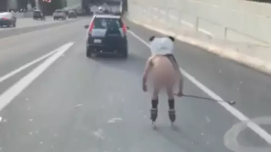 Naked Man Wearing Giant Panda Mask Rollerblades Along Highway