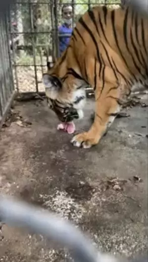 The tiger enclosure in one of the initial videos.