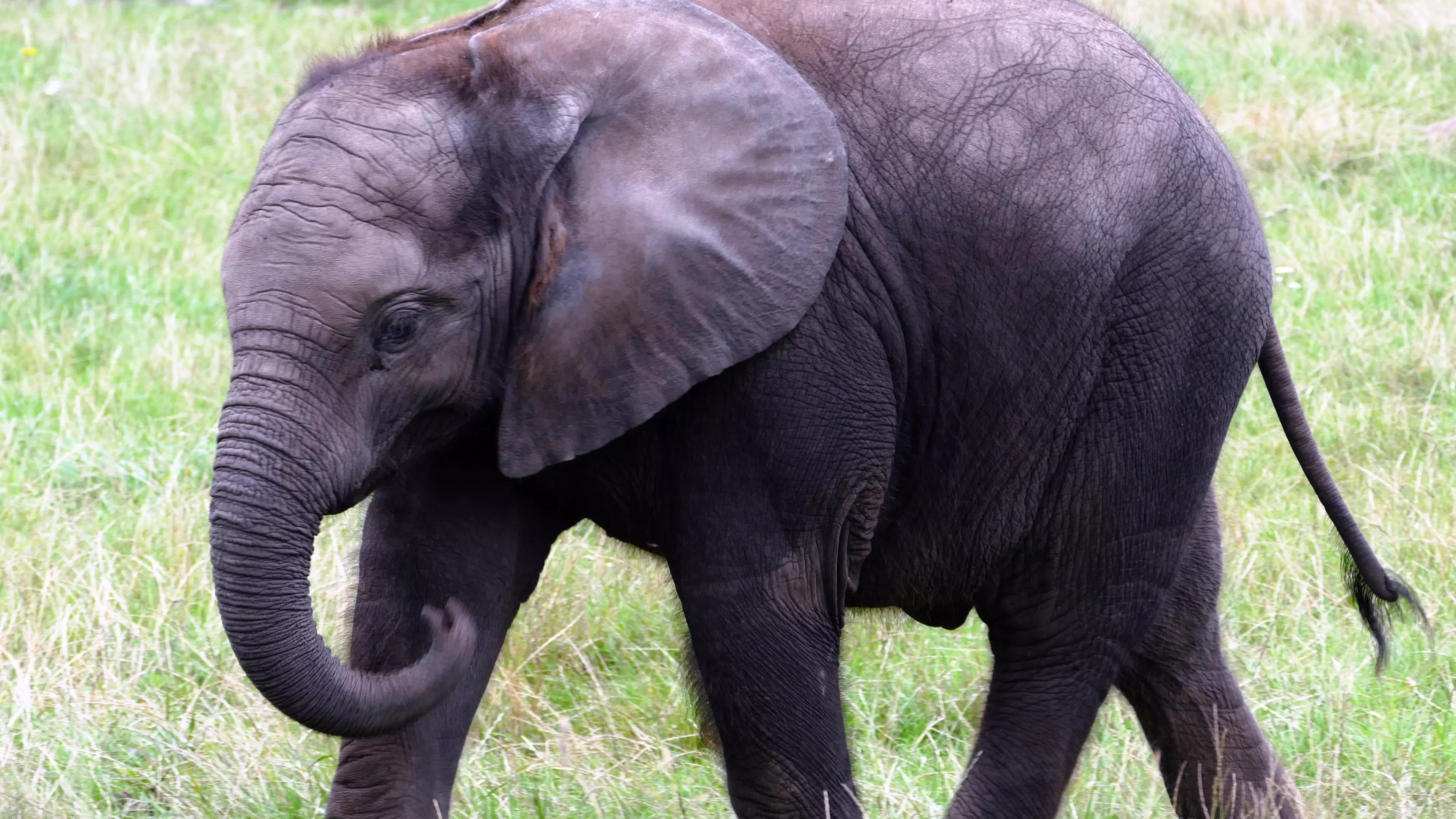 There’s Now A Ban On Baby African Elephants Being Taken For Zoos 
