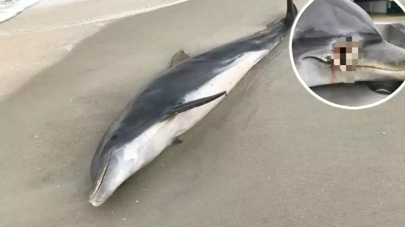 Two Dead Dolphins Discovered With Bullet And Stab Wounds