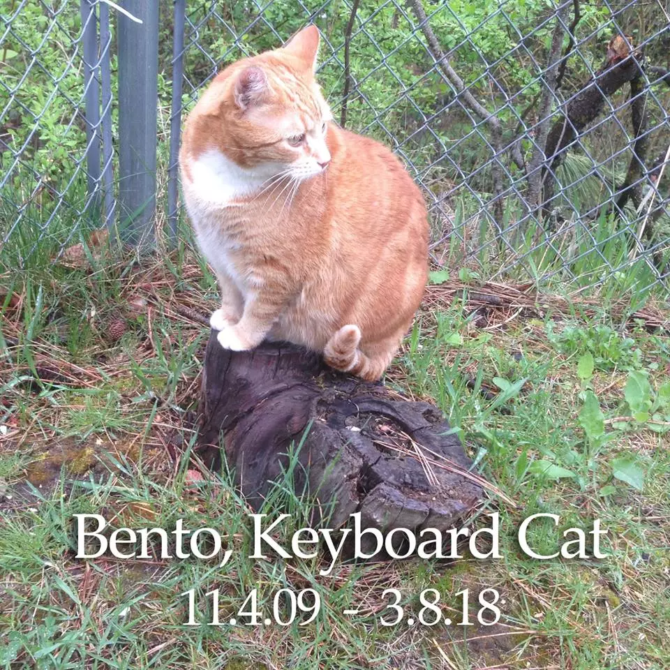 RIP, Bento.