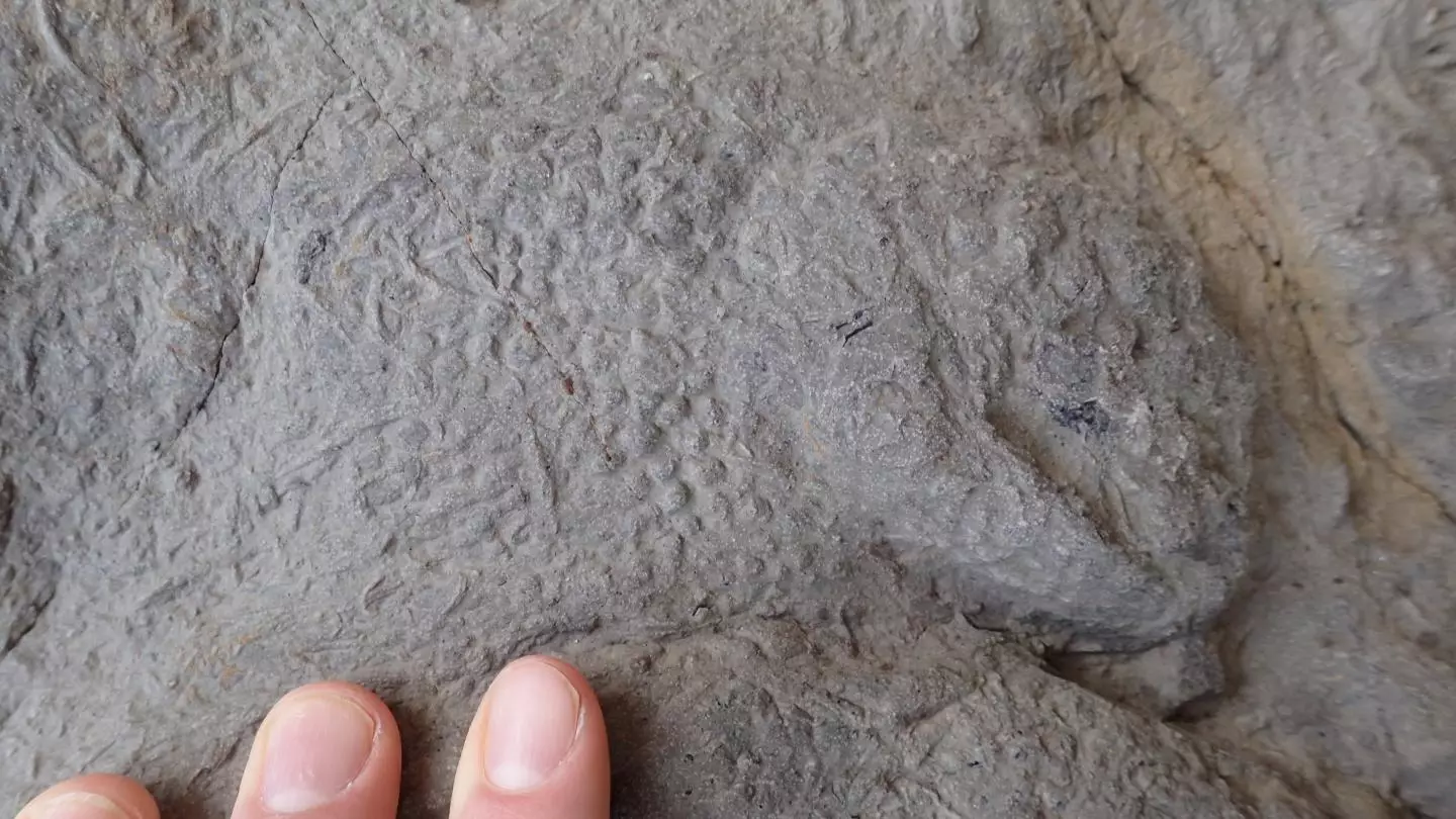 The footprints date from between 145 and 100 million years ago.