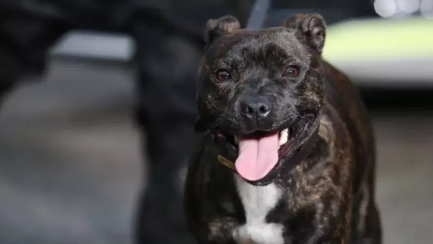Dog Rescued From Streets Becomes UK's First Police Staffie