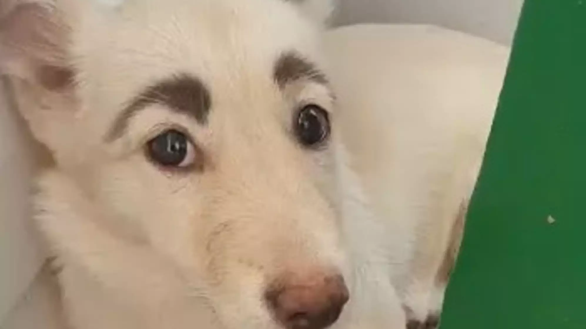 Stray Dog With Natural Eyebrows Rescued From Streets