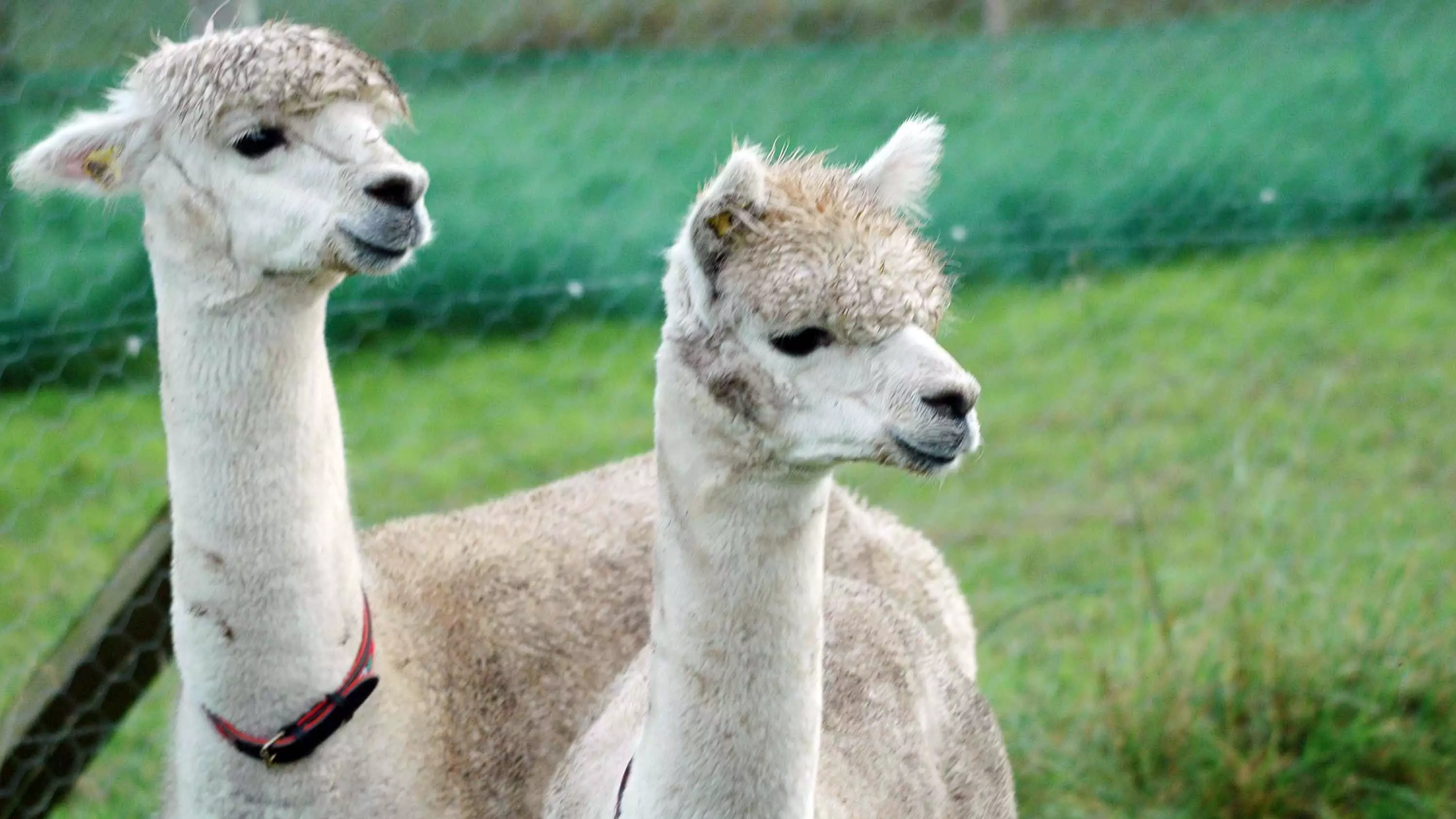 Alpacas Called Ant And Dec Stranded In Travelodge Car Park After Owners Forgot Them