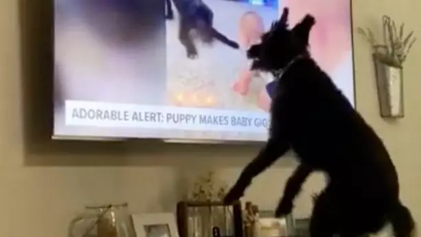 Video Shows Heartwarming Moment That Dog Recognises Himself On The TV