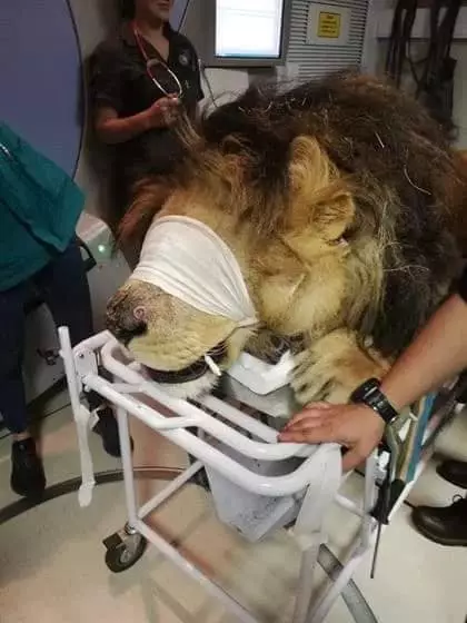 A lion is being treated for skin cancer in South Africa.