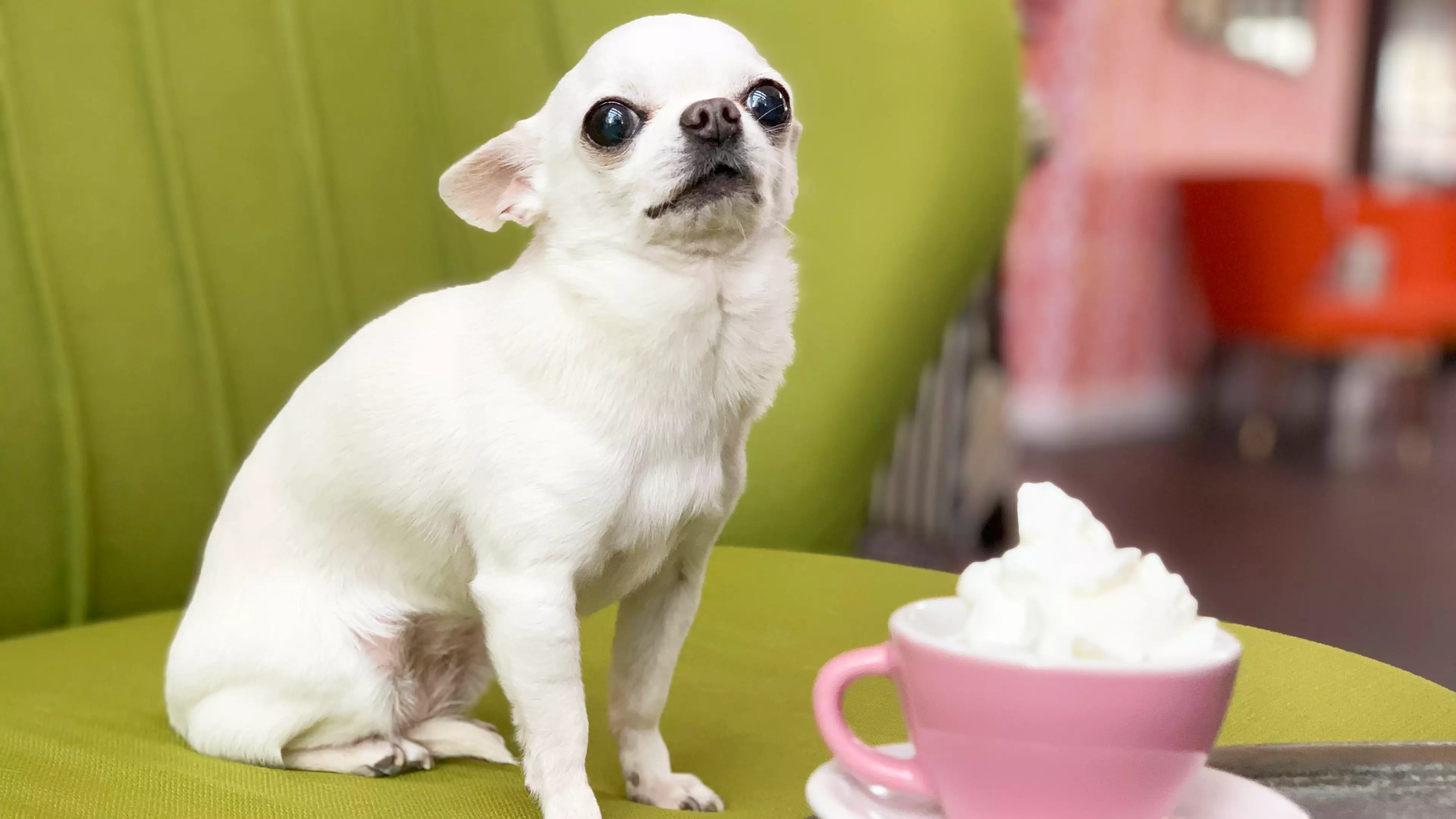 Attention, Dog Lovers: A Chihuahua Café Is Coming To The UK