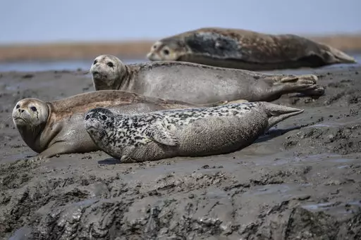 The sale of seal meat has left people outraged.