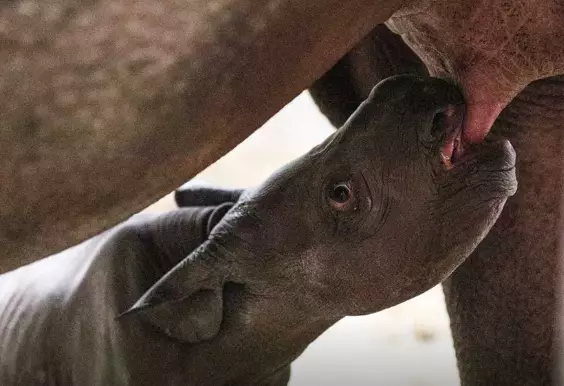 The rhino calf is health and already nursing (