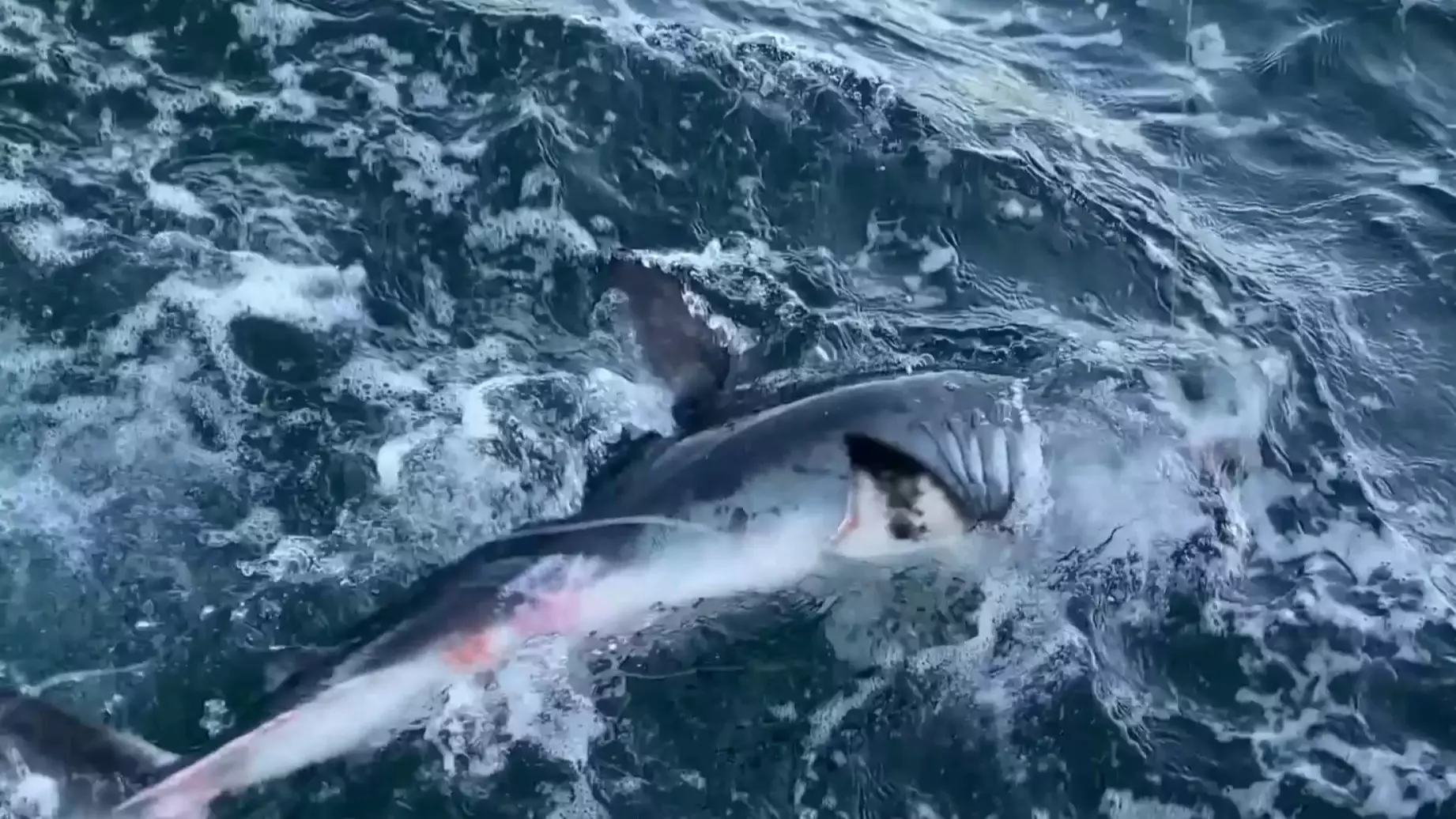 Fisherman Furious After Great White Shark Takes Bite Out Of Prize Tuna