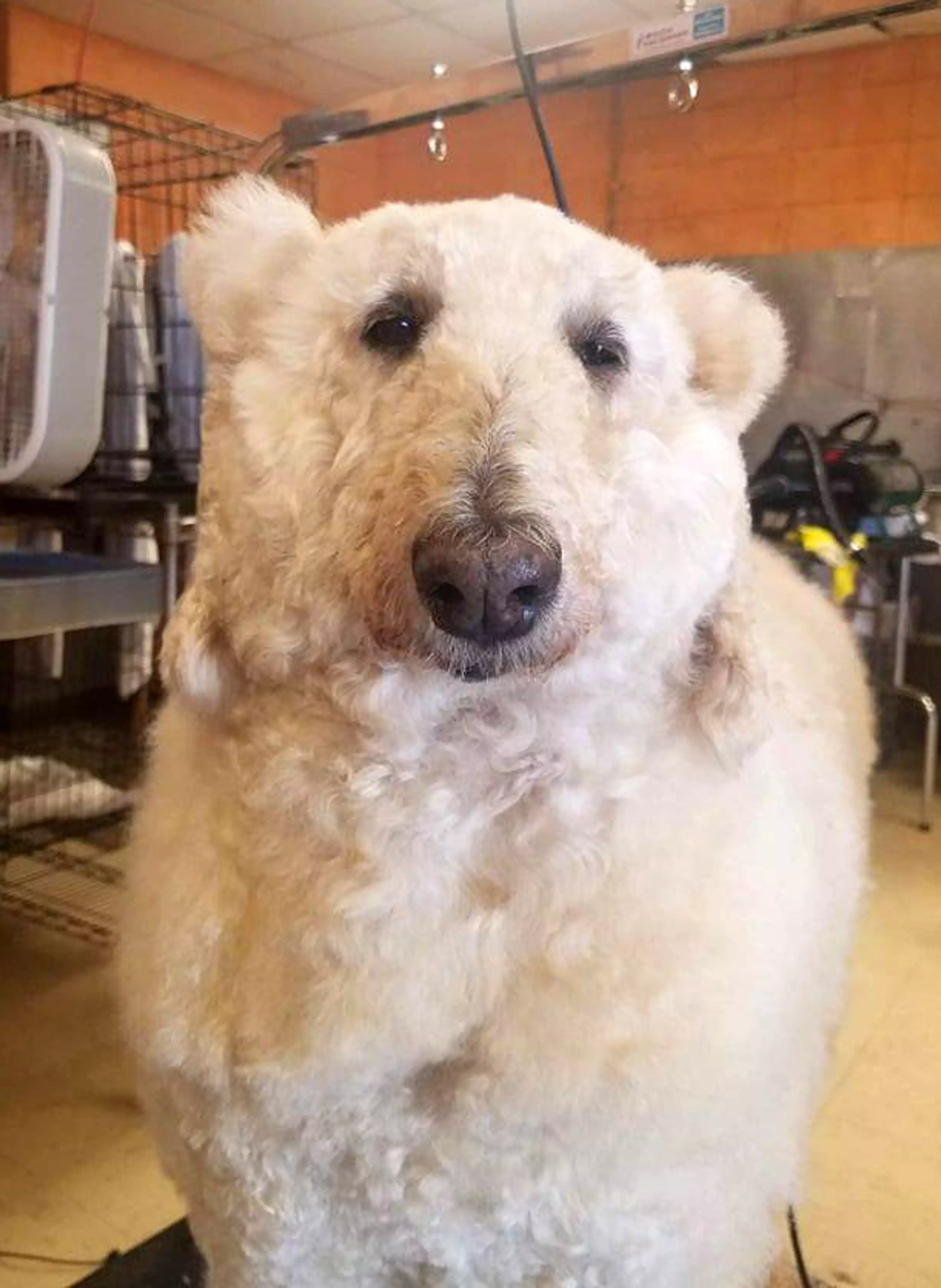 Is it a dog? Is it a polar bear?