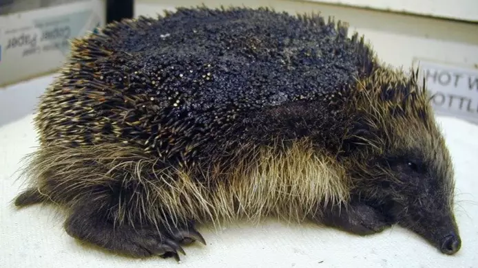 Animal Charity Urges People To Check For Hedgehogs Before Lighting Their Bonfire Ahead Of This Weekend