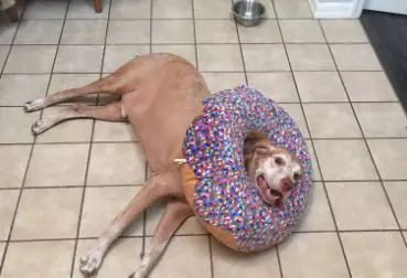 'You Try To Steal My Doughnut Pillow And I Will Destroy You'