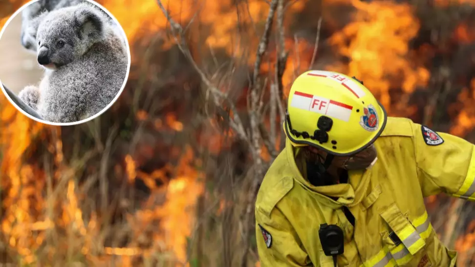 ​Wildlife Expert Says Australian Bushfires Are ‘Mother Nature Declaring War On Us’