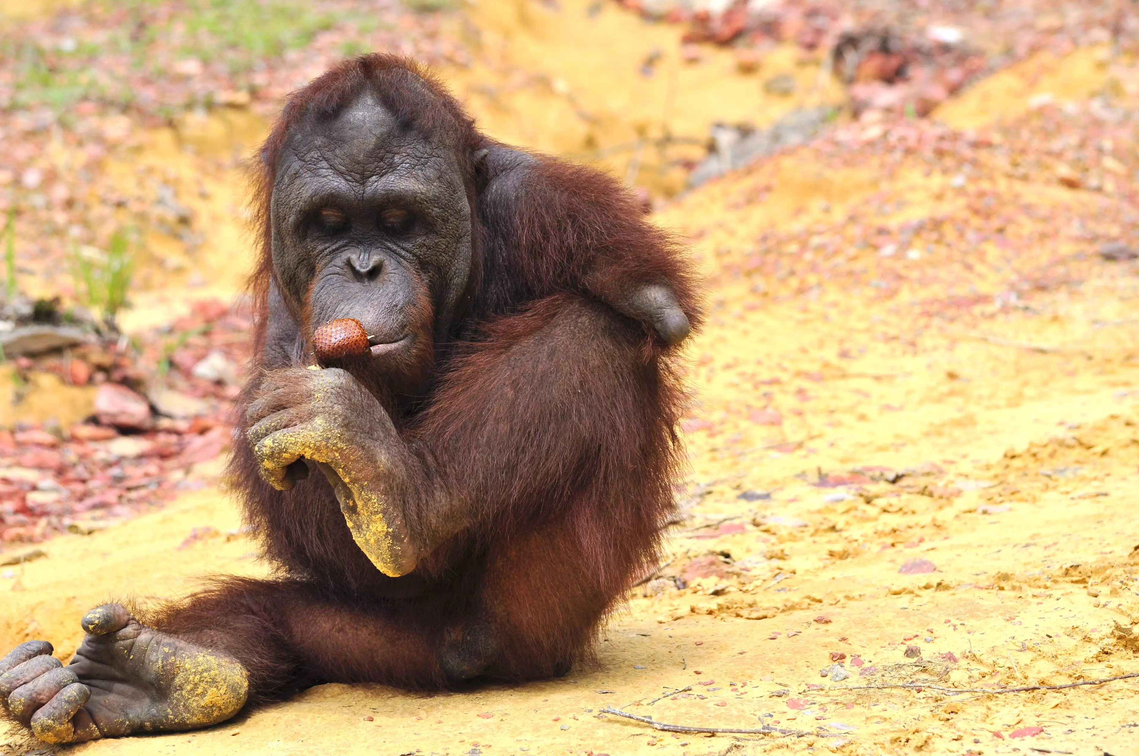 Kopral has learnt to do things with his feet (