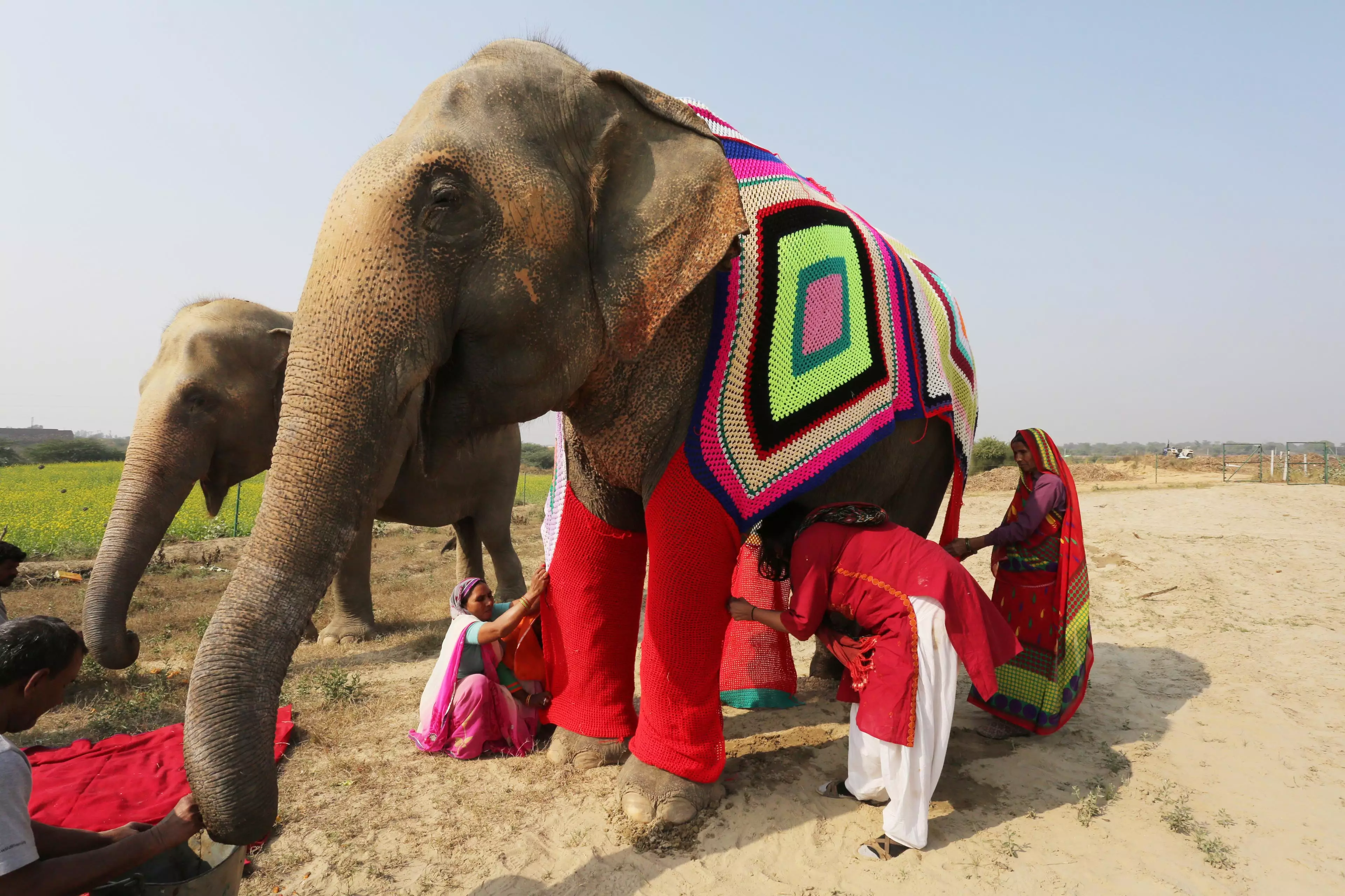 ​Indian Villagers Knit Super-Size Pyjamas For Cold Elephants