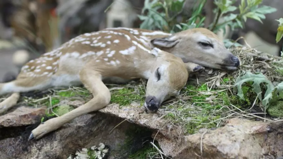 Two-Headed Deer Found By Mushroom Hunter In Minnesota Forest