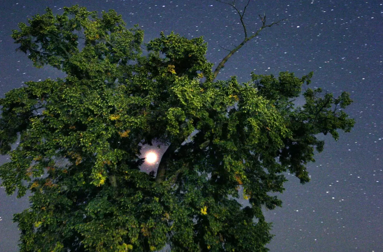 Mars pictured through the branches of a tree in Germany, late 27 August 2003 - at its closest point to Earth in 60,000 years.