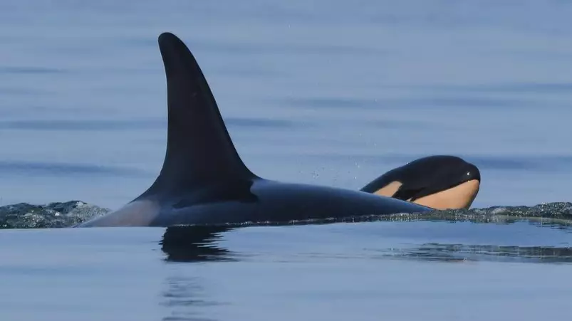 Grieving Orca Mother Who Carried Her Dead Calf For 17 Days Gives Birth To A New Baby