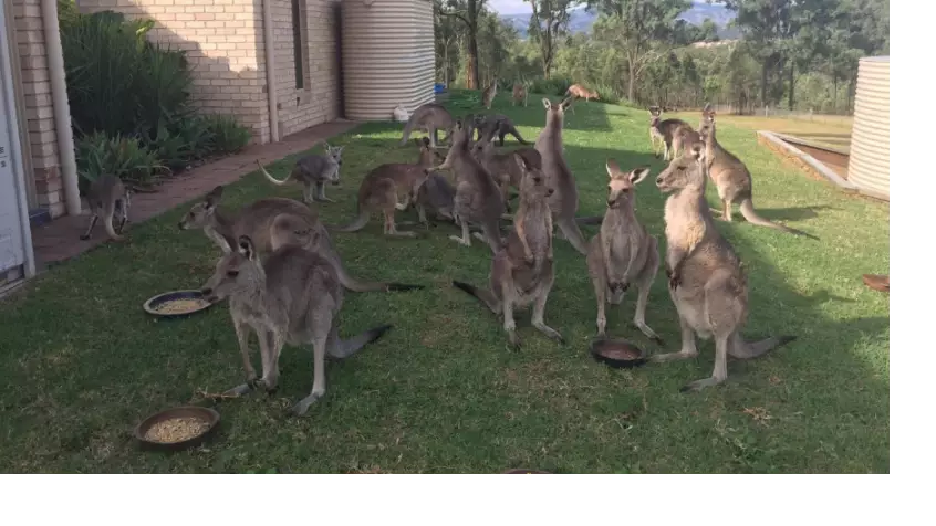 Crikey! Australia Plans To Murder Over A Million Kangaroos