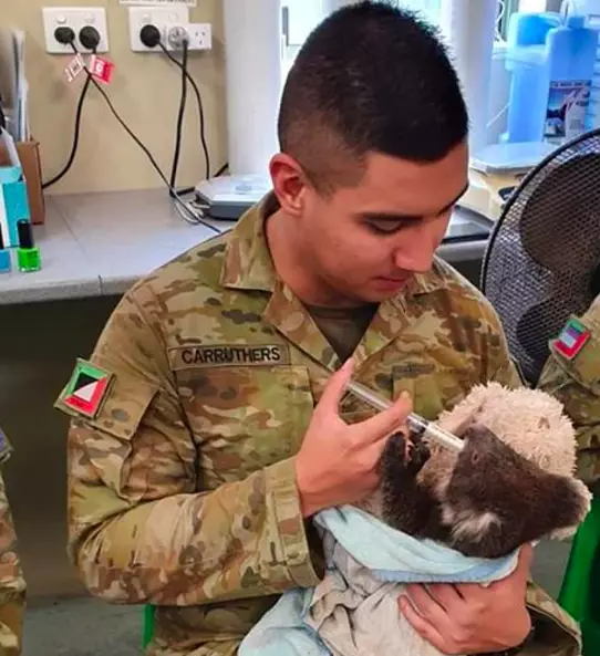 Some of the heartwarming images show the koalas holding onto soldier's fingers as they are cradled and fed.