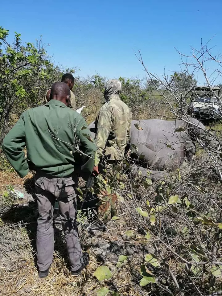 Officials investigate the dead elephants.