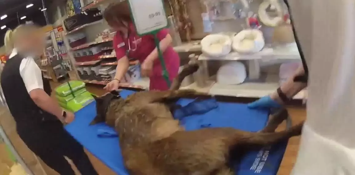 Yardie was rushed through the Pets at Home store to be treated.