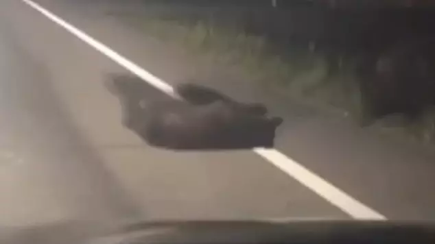 Three Bears Make Daring Rescue Attempt After Cub Hit By Car