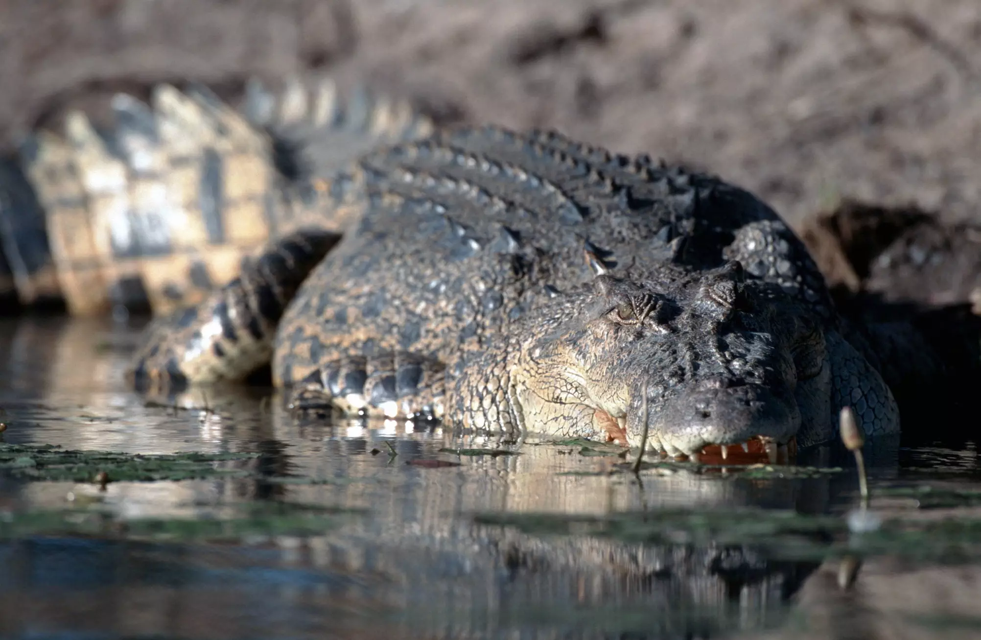 Saltwater crocodiles can swim up to 29 km per hour.