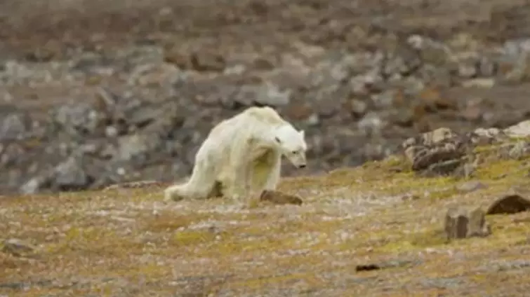 Video Of Polar Bear Starving To Death Illustrates How Climate Change Is Affecting Wildlife