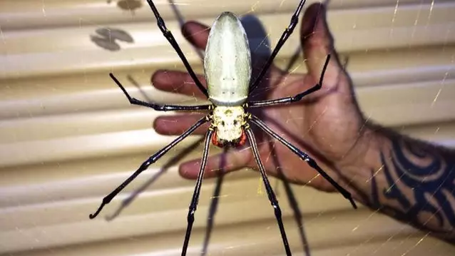 People Are Horrified After Seeing Massive Golden Orb Spider In Australia