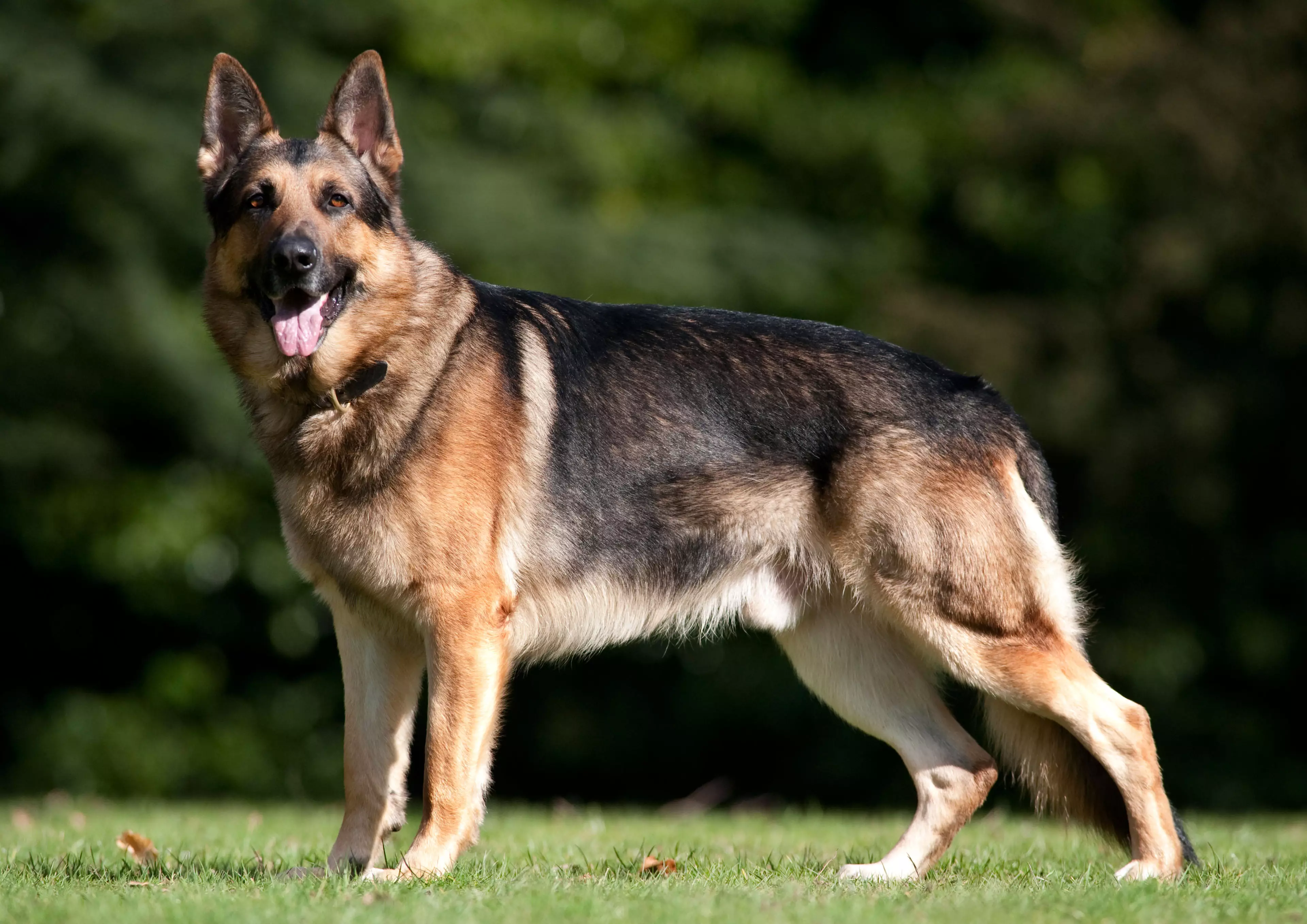 Dog Saves Owner By Leading Rescuers To Car Crash Site
