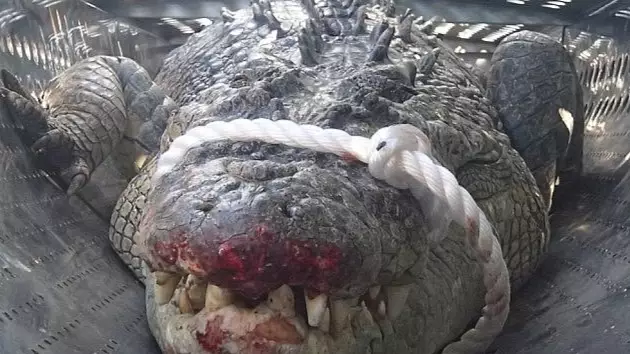 Monster Croc Shot And Killed After Thinking Nearby School Bell Was It's Lunch Time Call 