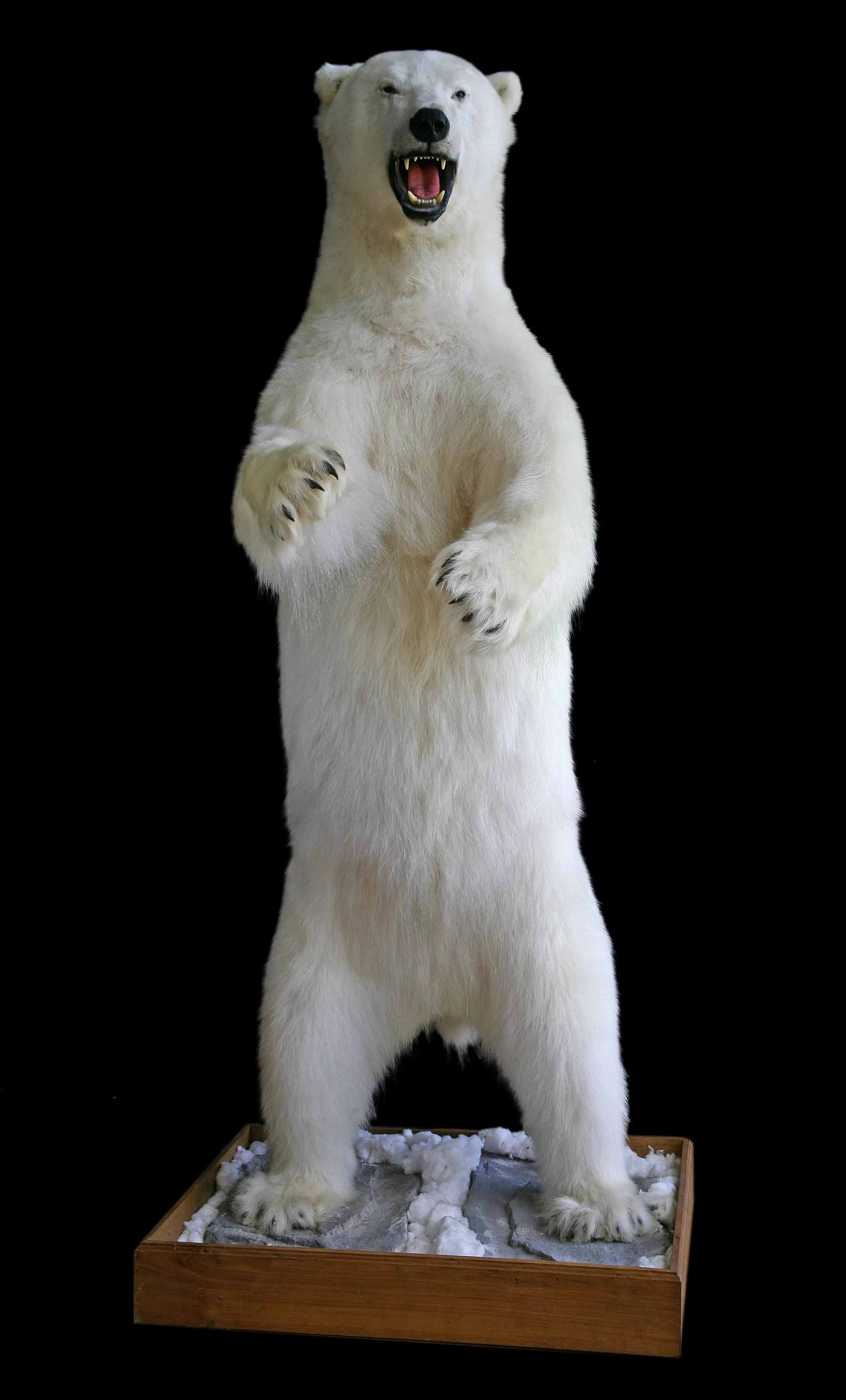 The stuffed polar bear was a number of strange animal pieces that were bought during the auction.