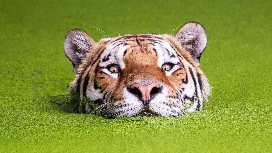 Tiger Poking Head Out Of Water Is Yet Another Phenomenal PhotoShop Battle