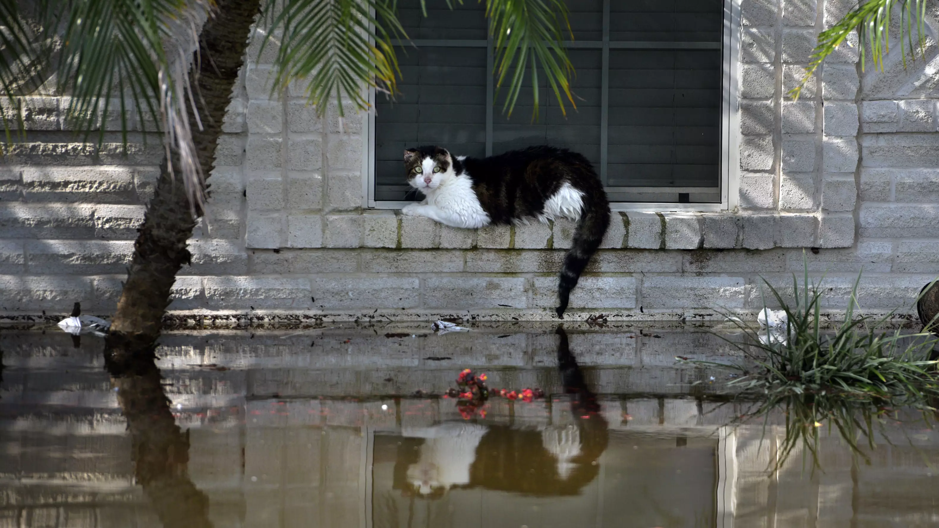 New Bill Will Make It Illegal To Abandon Your Pet In A Natural Disaster In Florida