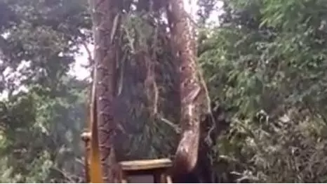 Massive Snake Has To Be Lifted Out Of Rainforest Using Digger