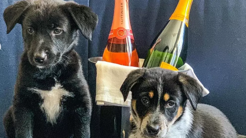 American Hotel Will Deliver Puppies And Prosecco To Your Room
