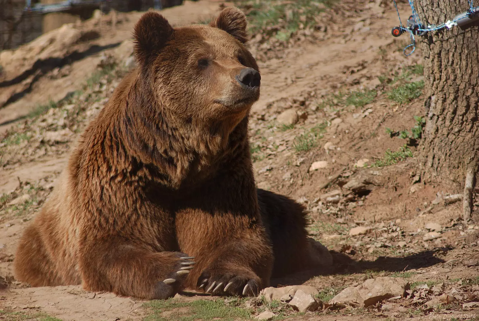 Brown bears aren't actually found in North Carolina, although black bears are (