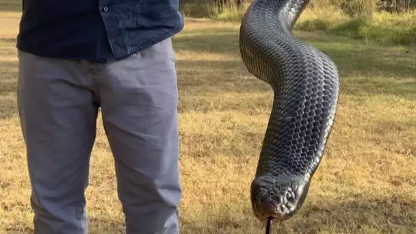Absolute Monster 1.8 Metre Red-Bellied Black Snake Found In Brisbane