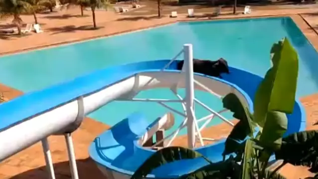 A cow escaped its field in Brazil only to get stuck on a slide in nearby water park