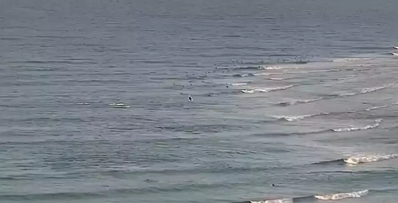 Surf cameras captured the moment the surfer was attacked.