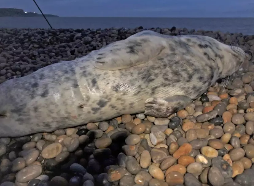 The seal was found on Chesil Beach in Dorset.