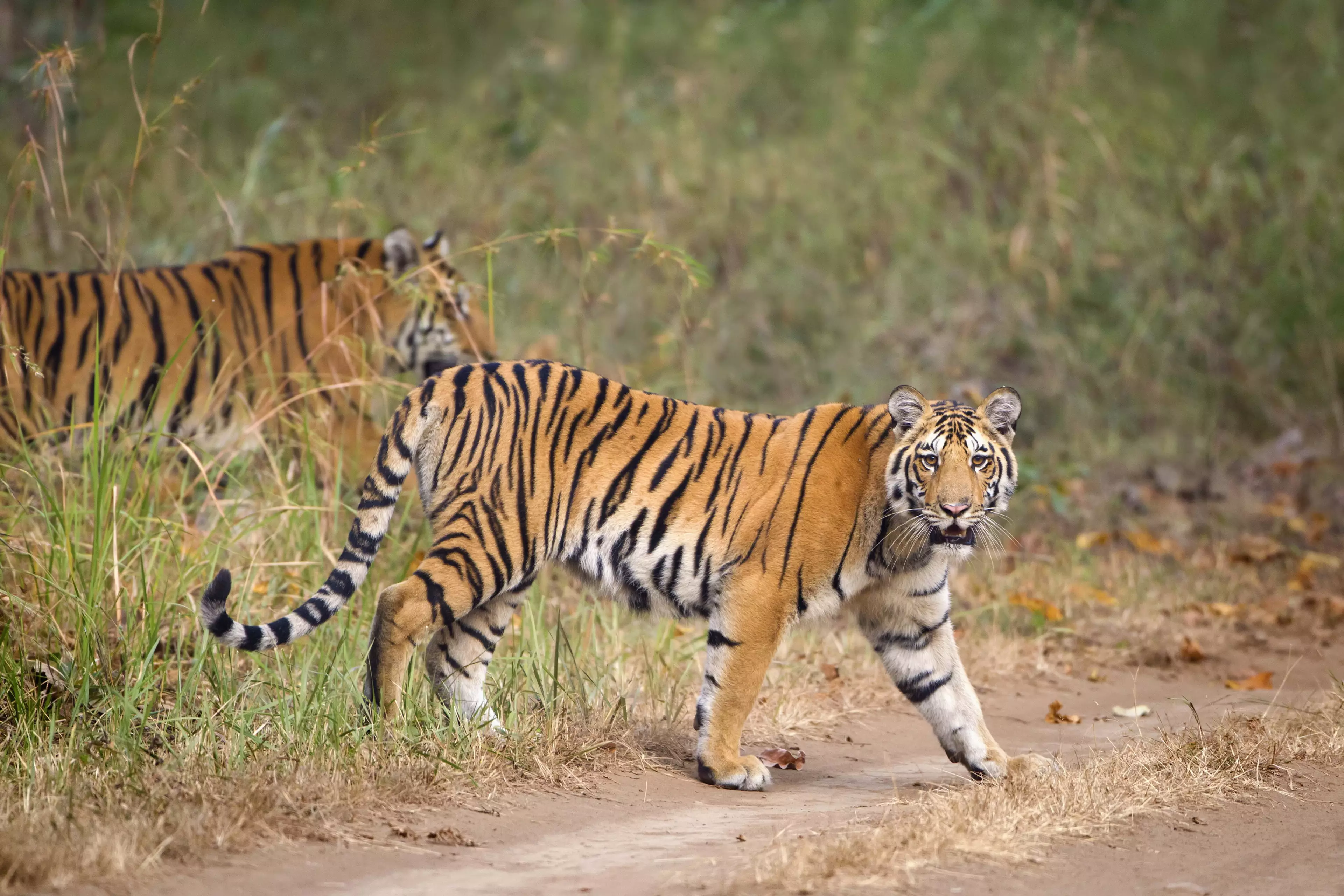 According to official figures, there are around 3,000 tigers living in the wild in India.
